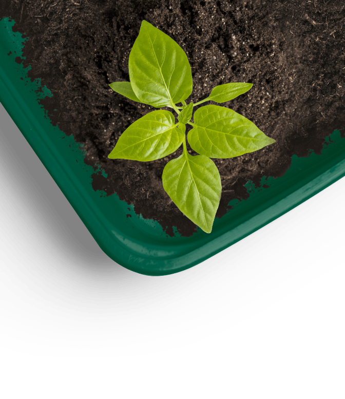 A small green plant with several leaves growing in dark soil inside a green rectangular container, viewed from above.