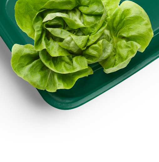 A head of leafy green lettuce sits on a green plastic tray with a black background.